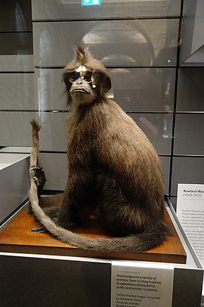 Descrição da imagem do Langur com frente branca de 1910 (38753075280) .jpg.