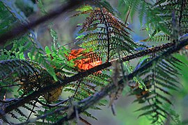 19 Inside the Forest Papua Rain Forest-Indonesia.jpg