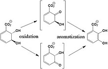 Reaction scheme for 2,3-diDHB dehydrogenase. 2,3-diDHB mechanism 2.jpg