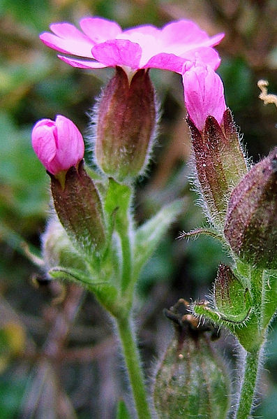 File:2006-10-22Silene dioica05.jpg