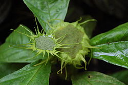 Amazondorstenia (D. turnerifolia)