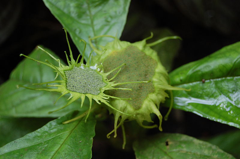 File:2007 dorstenia turnerifolia.jpg