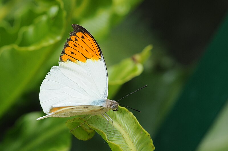 File:2011-04-25-lepidoptera-hunawihr-16.jpg