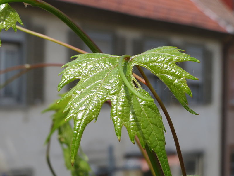 File:20140627Wein Speyer2.jpg