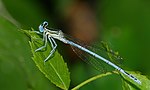 Platycnemis pennipes – Männchen