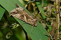 Gammaeule - Autographa gamma