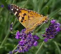 Distelfalter - Vanessa cardui