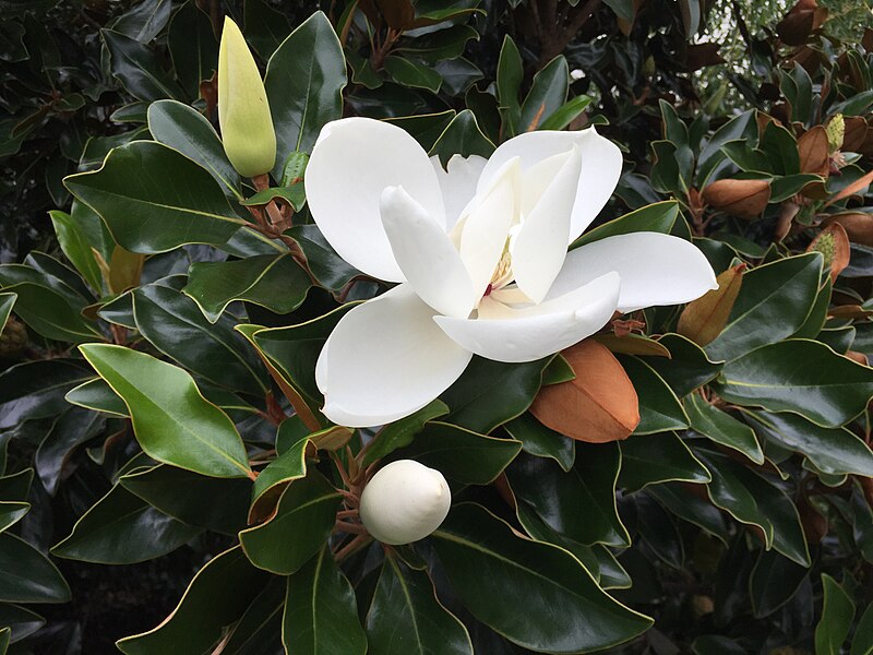 File:2017-09-01 15 21 27 A Southern Magnolia blossom along Centreville Road (Virginia State Route 657) between Lees Corner Road and Franklin Farm Road in the Franklin Farm section of Oak Hill, Fairfax County, Virginia.jpg