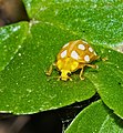 Sechzehnfleckiger Marienkäfer - Halyzia sedecimguttata