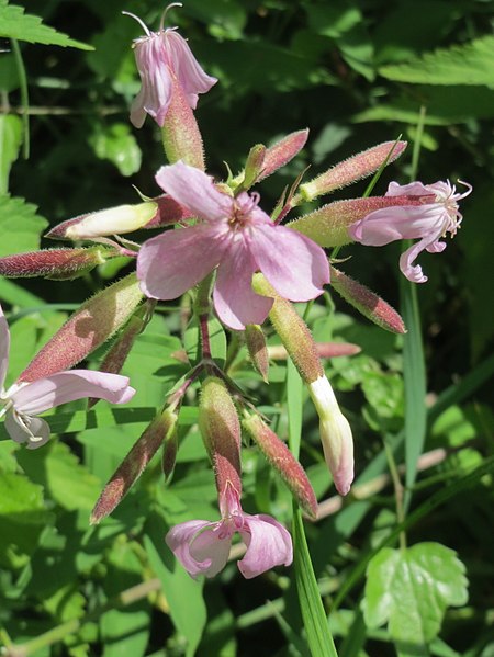 File:20170717Saponaria officinalis2.jpg