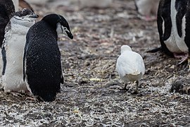 This snowy sheathbill is watched carefully by a chinstrap penguin, as they are predators of penguin chicks and eggs