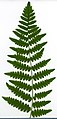 2020 year. Herbarium. Pteridium aquilinum. img-001.jpg