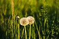 * Nomination Two Common dandelions in the nature reserve Südliche Fröttmaninger Heide --FlocciNivis 21:13, 20 October 2023 (UTC) * Decline  Oppose bad focus, sorrry --Eddy Renard 06:06, 21 October 2023 (UTC)