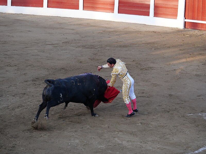 File:20220717 - Céret de toros - 7 - Barberito - Sergio Serrano 21.jpg