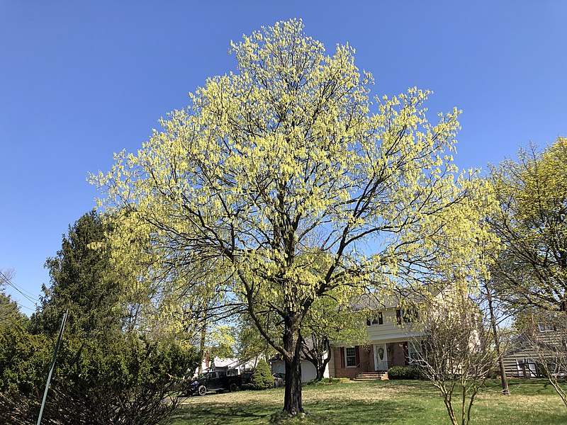 File:2023-04-13 14 00 17 A Sugar Maple blooming along Lochatong Road in the Mountainview section of Ewing Township, Mercer County, New Jersey.jpg