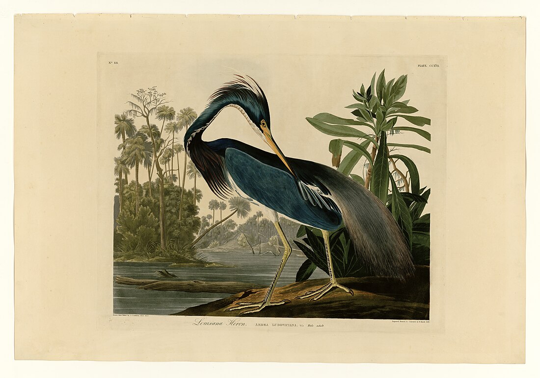 File:217 Louisiana Heron.jpg