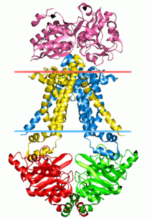 Molybdate transporter AB2C2 complex, open state 2onk.png