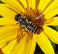 Megachile sp.  (čeleď Megachilidae) ve slunečnici.  Pennsylvania, Spojené státy americké