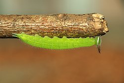 5th instar caterpillar of Melanitis leda (Linnaeus, 1758) – Common Evening Brown.jpg