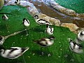 6638 - Moscow - Zoo - Recurvirostra avosetta.JPG
