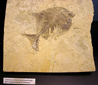 <i>Coelodus</i> Extinct genus of fishes