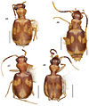 A-synopsis-of-the-tribe-Lachnophorini-with-a-new-genus-of-Neotropical-distribution-and-a-revision-zookeys-430-001-g013.jpg