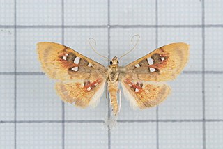 <i>Eusabena monostictalis</i> Species of moth