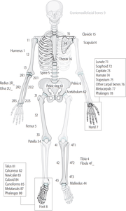 Thumbnail for Müller AO Classification of fractures