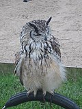 Miniatuur voor Bestand:A large owl at Farmer Teds - geograph.org.uk - 3072850.jpg