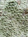 A lichen - Pertusaria pertusa - geograph.org.uk - 988200.jpg