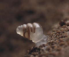 Image 30The microscopic cave snail Zospeum tholussum, found at depths of 743 to 1,392 m (2,438 to 4,567 ft) in the Lukina Jama–Trojama cave system of Croatia, is completely blind with a translucent shell (from Fauna)