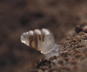 A live individual of Zospeum tholussum.jpg