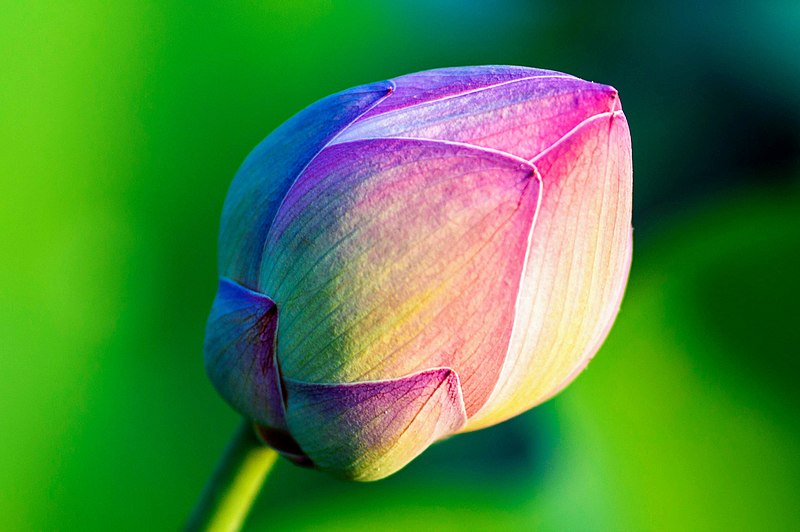 File:A lotus bud.jpg