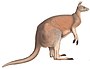 Une monographie du Macropodidæ, ou famille de kangourous (9398404841) fond blanc.jpg