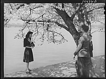 Visitors enjoying the cherry blossoms in 1941. A picture of Johnny at the Cherry Blossom Festival for Grandma 8b15091v.jpg