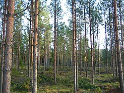 Jong dennebos in die noordelike deel van Satakunta