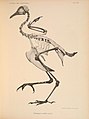 Abbildungen von Vogel-Skeletten (Tafel VIII) (6835668090).jpg