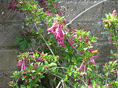 Abelia floribunda (18150506772).jpg