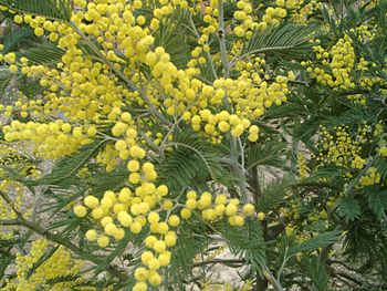 Acacia dealbata.jpg