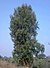 Acacia nilotica subsp. cupressiformis.jpg