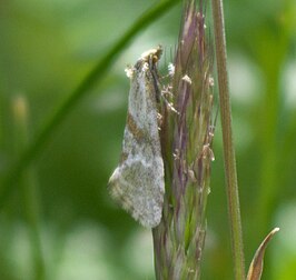 Aethes deutschiana