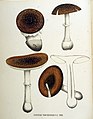 Agaricus pantherinus — Flora Batava — Volume v18.jpg