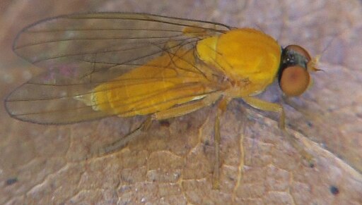 Agathomyia wankowiczii (02) - 2013-06-27