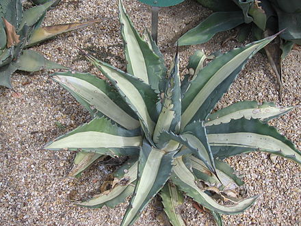 Agave americana var. 'medio-picta alba'