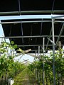 Vue depuis le nord.  La pergola d'ombrage agricole photovoltaïque du projet commun Université de Vérone 2009_2011. Installée à San Floriano à Valpolicella, Italie