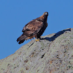 Águila real