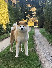 Akita (razza canina)