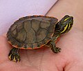 Alabama red-bellied turtle hatchling climbing up hand.JPG