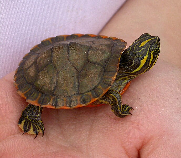 File:Alabama red-bellied turtle hatchling climbing up hand.JPG
