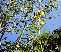 Baccharis dracunculifolia